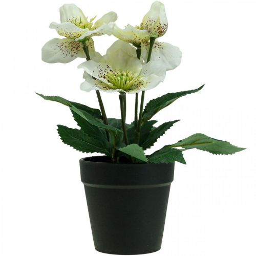Floristik24 Fastelavnsrose Hellebore Julerosepotte kunstige blomster H25cm hvid