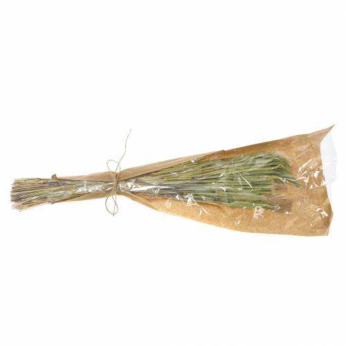 Floristik24 Timothy græs natur 50-60cm 100g