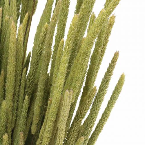 Floristik24 Timothy græs natur 50-60cm 100g