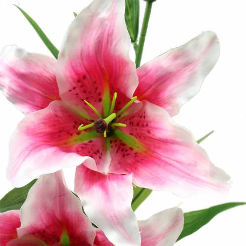 Floristik24 Orientalsk Lily "Stargazer" Hvid, Pink 86cm