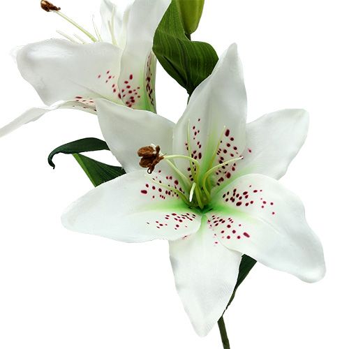 Floristik24 Liljehvid 66 cm