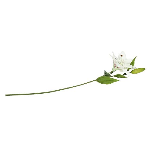 Floristik24 Liljehvid 66 cm