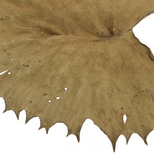 Artikel Lotusblade tørret naturlig tør dekoration åkande blad 50 stk
