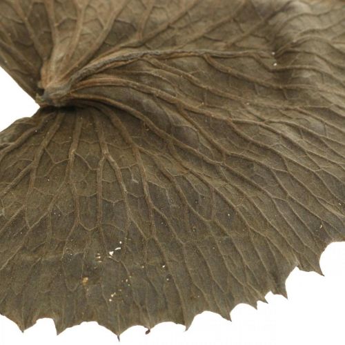 Artikel Tørrede lotusblade naturlig tør dekoration åkandeblad 50 stk