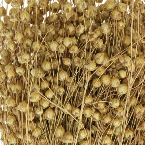 Floristik24 Naturhør, græsser til tør blomsterbrug, Linum naturprodukt 160g