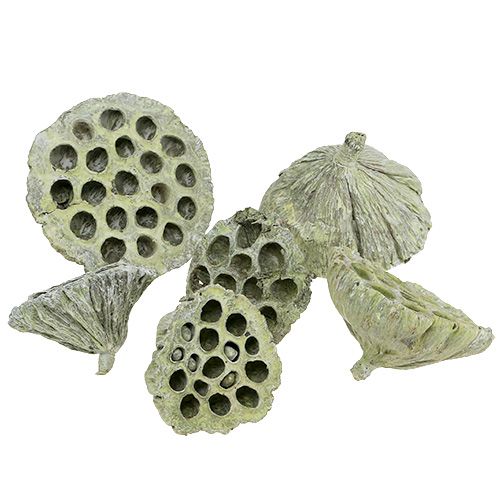 Artikel Lotus kolbe mix grøn vasket Ø6cm - 10cm 50 stk