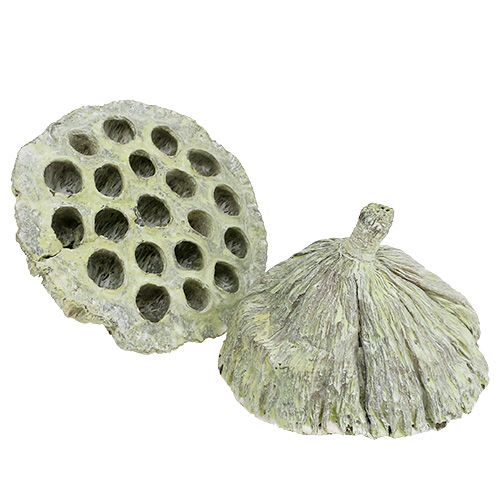 Artikel Lotus kolbe mix grøn vasket Ø6cm - 10cm 50 stk
