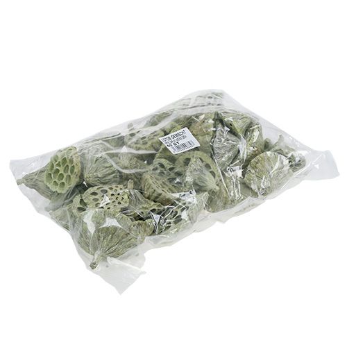 Artikel Lotus kolbe mix grøn vasket Ø6cm - 10cm 50 stk