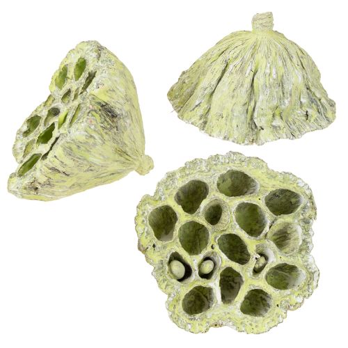 Floristik24 Lotus kolbe mix grøn vasket Ø6cm - 10cm 50 stk