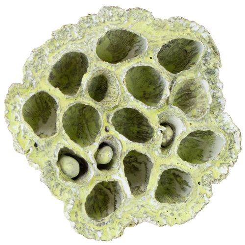 Artikel Lotus kolbe mix grøn vasket Ø6cm - 10cm 50 stk