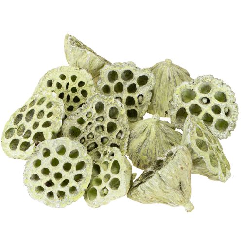 Artikel Lotus kolbe mix grøn vasket Ø6cm - 10cm 50 stk