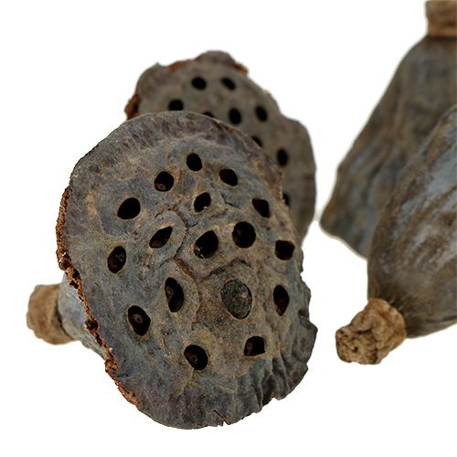 Artikel Lotus kolbe lille 100 stk naturel