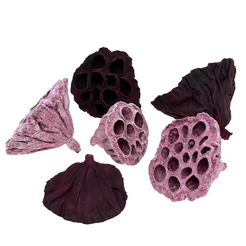 Floristik24 Lotus Mix Pink, Erika Ø6cm - Ø10cm 50 stk