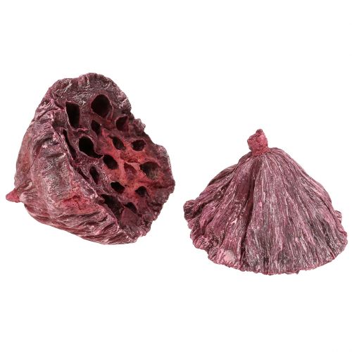 Artikel Lotus kapsler, tør blomster, lotus pære pink, hvidvasket 50 stk.