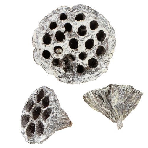 Floristik24 Lotos Naturlig Dekorativ Lotusflaske Hvidvasket 6-8cm 50 stk