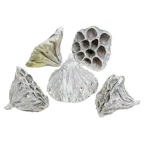 Floristik24 Lotus Natural Deco Lotus Pære Hvid Vasket 6-8cm 50 stk