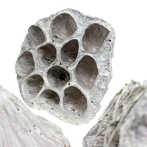 Artikel Lotus Natural Deco Lotus Pære Hvid Vasket 6-8cm 50 stk