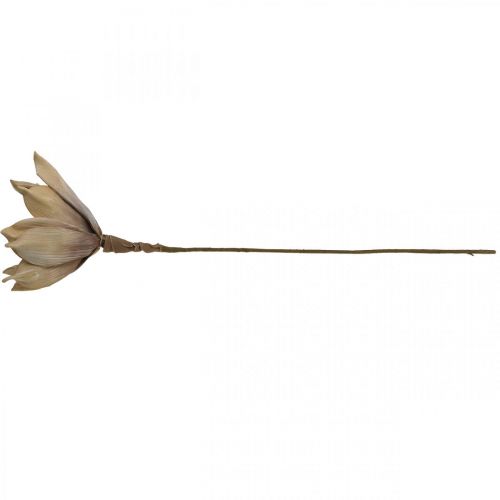 Floristik24 Lotusblomst, lotusblomst dekoration, kunstig plante beige L66cm