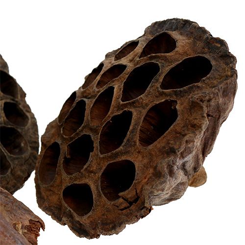 Artikel Lotus kolbe stor 100 stk naturel