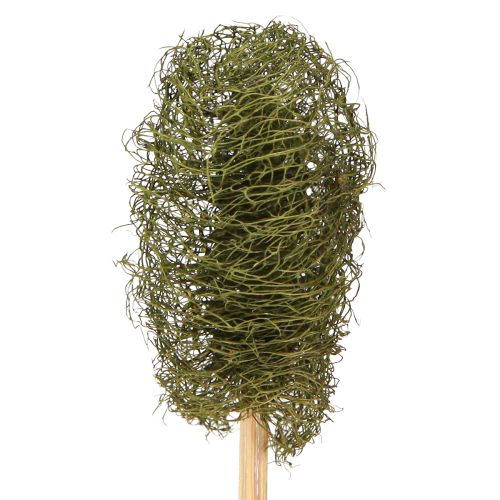 Floristik24 Luffa lille svampeagurk på pind mørkegrøn 5-7 cm 25 stk
