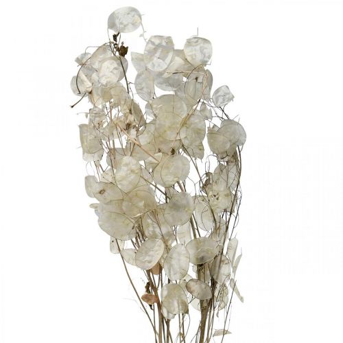 Artikel Lunaria tørrede blomster måneviolet sølvblad tørret 60-80cm 30g