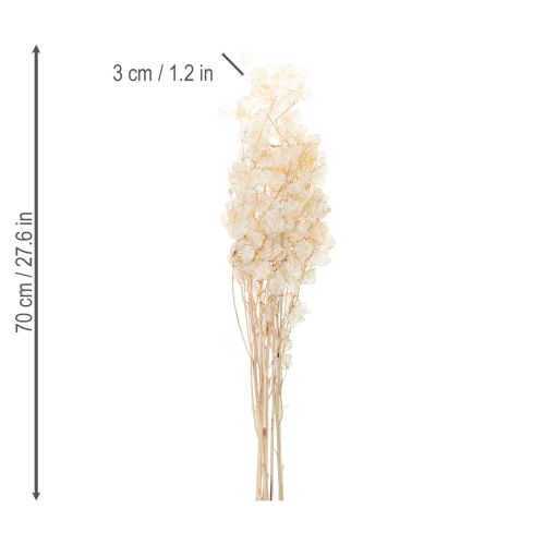 Artikel Lunaria tørrede blomster, måneviol, sølvblad, tørret, 60-80 cm, 30 g