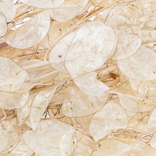 Artikel Lunaria tørrede blomster, måneviol, sølvblad, tørret, 60-80 cm, 30 g