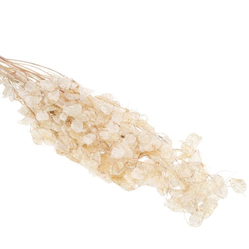 Artikel Lunaria tørrede blomster, måneviol, sølvblad, tørret, 60-80 cm, 30 g