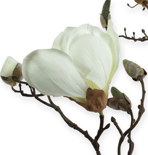 Floristik24 Magnolia gren hvid 110cm
