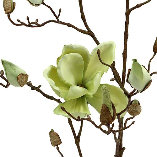 Floristik24 Magnolia gren grøn L110cm