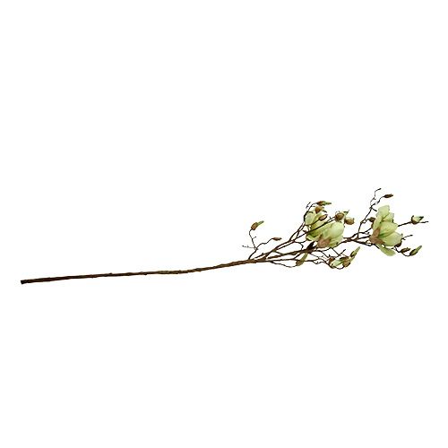 Floristik24 Magnolia gren grøn L110cm