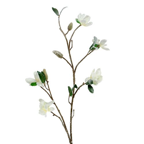 Floristik24 Magnolia gren hvid L 82cm med sne