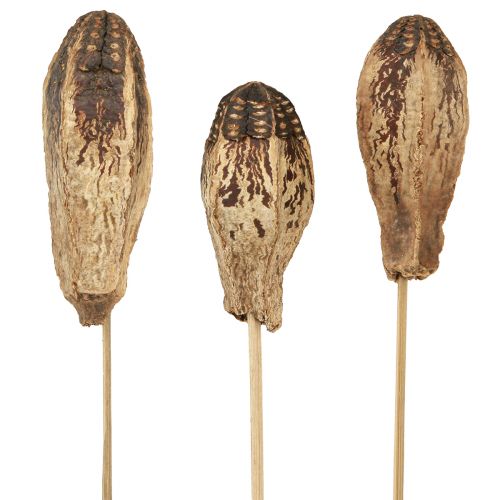 Artikel Mahogni Pod Pods Dry Decoration Natural 45cm 50 stk