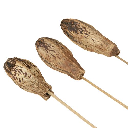 Artikel Mahogni Pod Pods Dry Decoration Natural 45cm 50 stk
