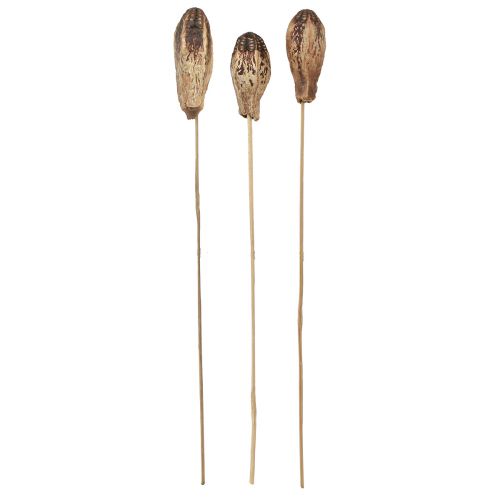 Artikel Mahogni Pod Pods Dry Decoration Natural 45cm 50 stk