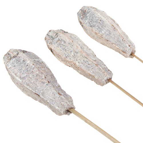 Artikel Mahogni bælg tør dekoration naturhvid 45cm 50 stk