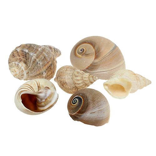 Artikel Maritim deco skalblanding natur 400g