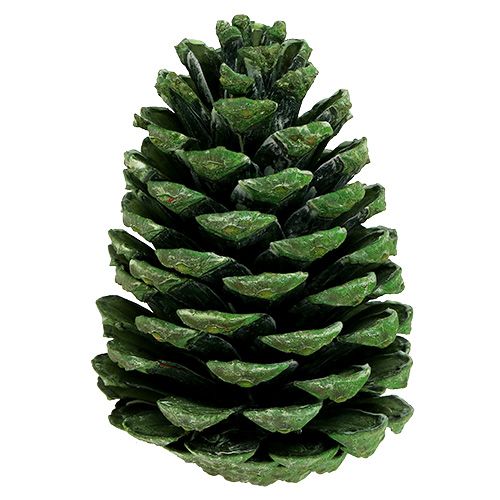 Artikel Maritima kogler 10cm - 16cm grøn frostet 12 stk