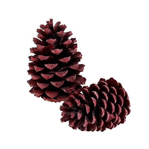 Maritima kogler 10-15cm rød frostet 12 stk