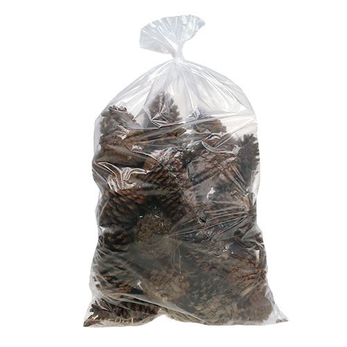 Maritima kogler 14/18 natur 25 stk | Floristik24.dk