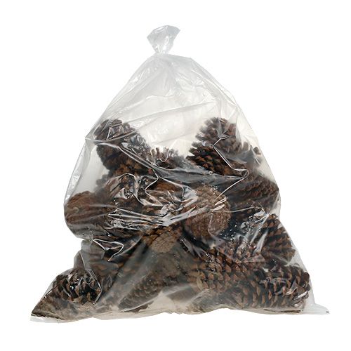 Floristik24 Maritima kogler 17+ natur 25 stk