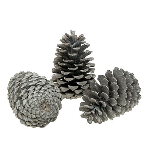 Artikel Maritima kogler 10cm - 14cm hvidkalkede 25 stk