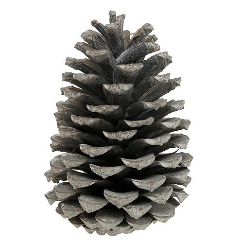 Artikel Maritima kogler 10cm - 14cm hvidkalkede 25 stk