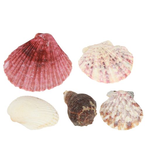 Artikel Maritime dekorative skaller blandes i nettet farverige 3,5-6cm 300g × 3stk