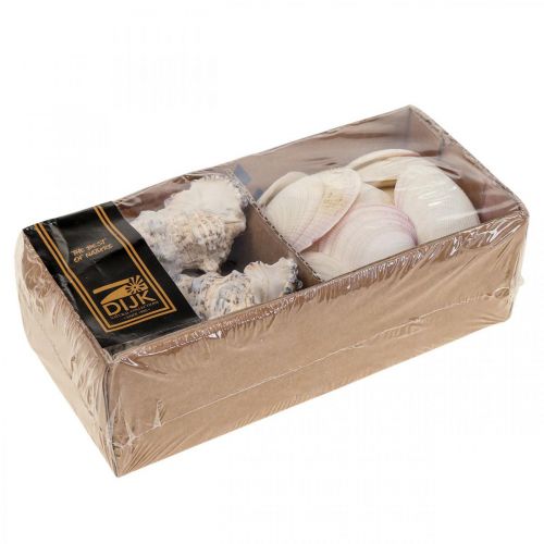 Floristik24 Maritime Dekorationsskaller Snegleskaller Streudeko 600g