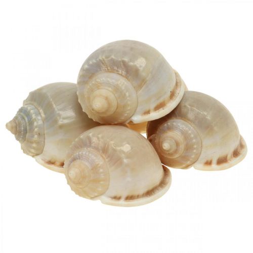 Floristik24 Maritim dekoration sneglehuse havsnegle 4–8cm 10 stk