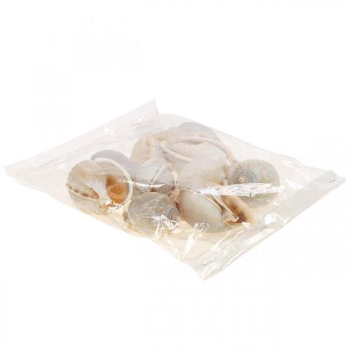 Floristik24 Maritim dekoration sneglehuse havsnegle 4–8cm 10 stk