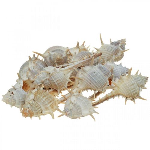 Floristik24 Maritim dekoration sneglehuse spiny snegl 3-6cm 1kg