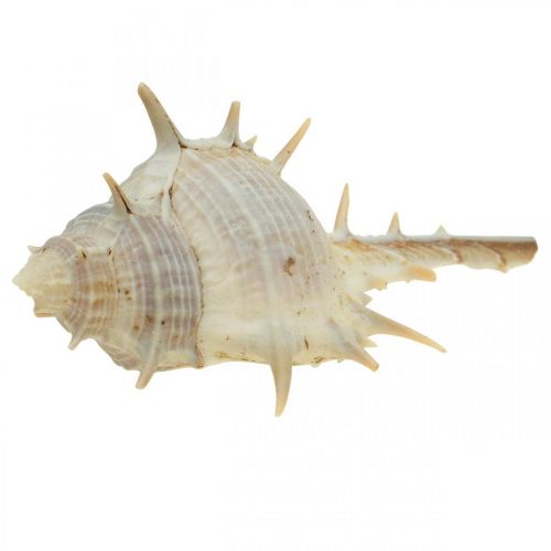 Floristik24 Maritim dekoration sneglehuse spiny snegl 3-6cm 1kg