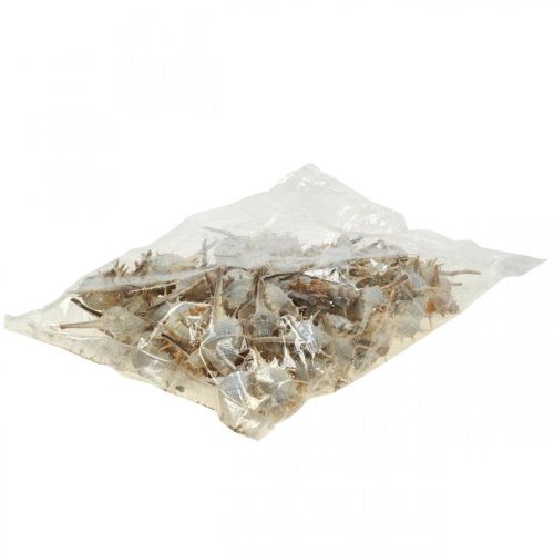 Floristik24 Maritim dekoration sneglehuse spiny snegl 3-6cm 1kg